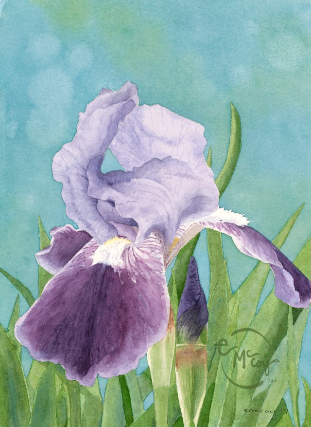 Bearded Hydrangea. Painting by Erika McCoy, watercolor artist. Purple bearded iris on blue field.