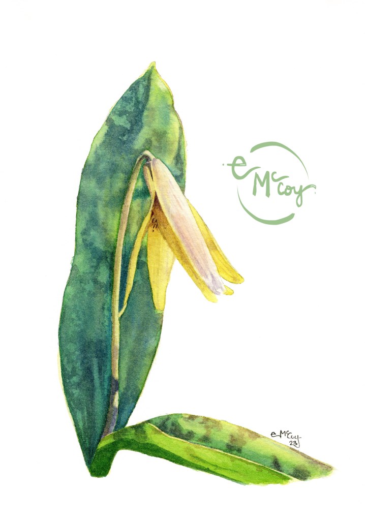 Spring woodland trout lily on a white background